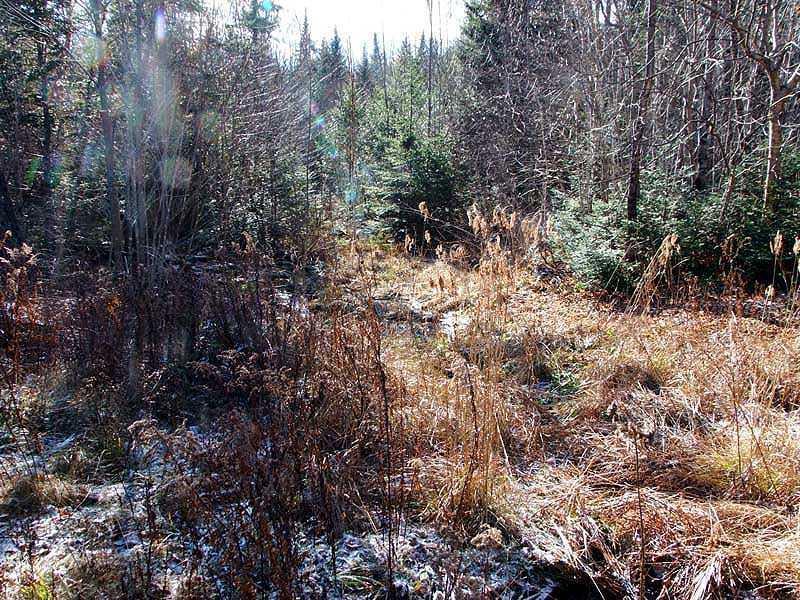 Lot 5.2 Slow Road Houlton, ME 04730 - Photo 17 of 35 Land.