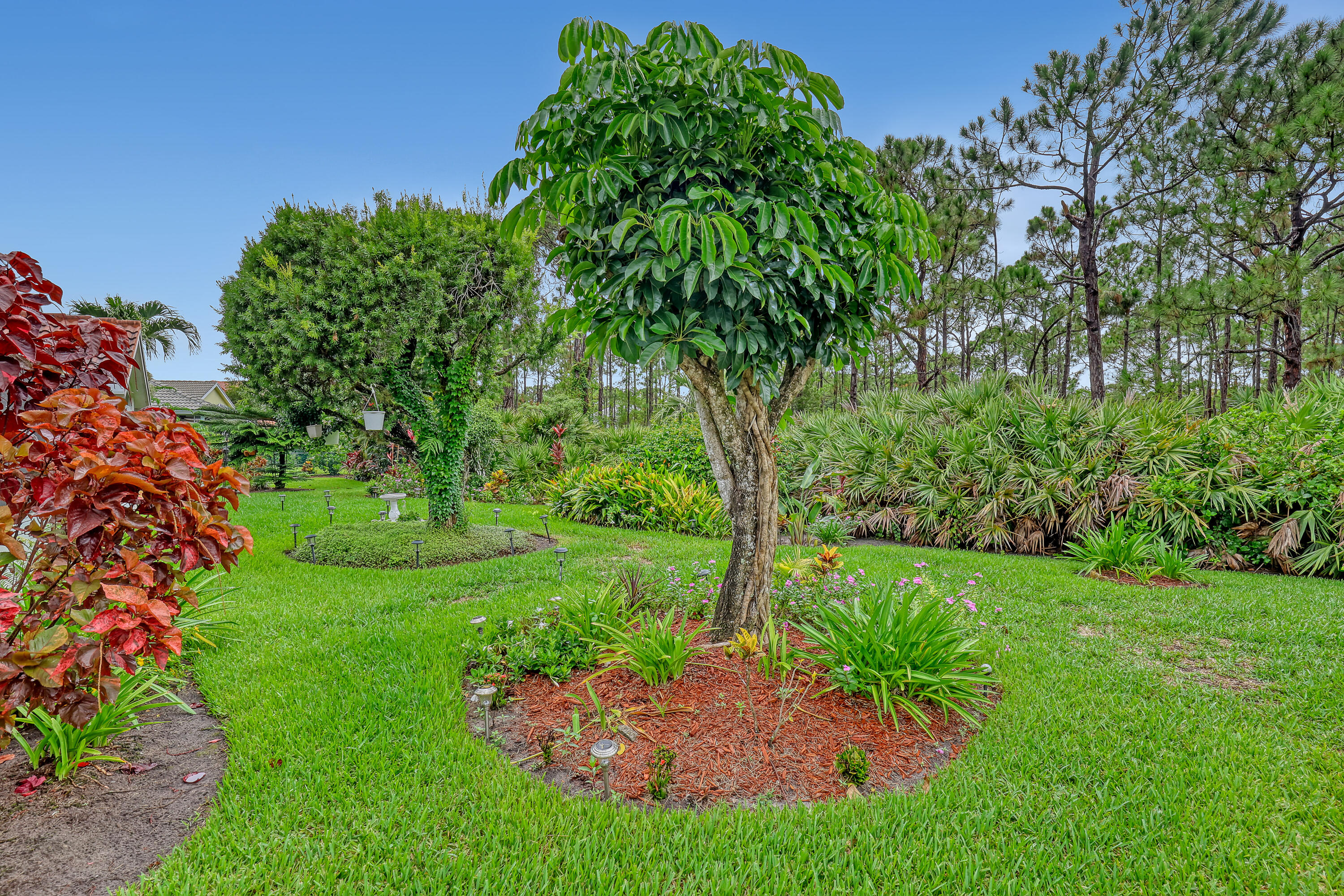 6995 Southeast Cutler Trail Stuart, FL 34997 - Photo 34 of 41 a view of a yard with plants and large trees