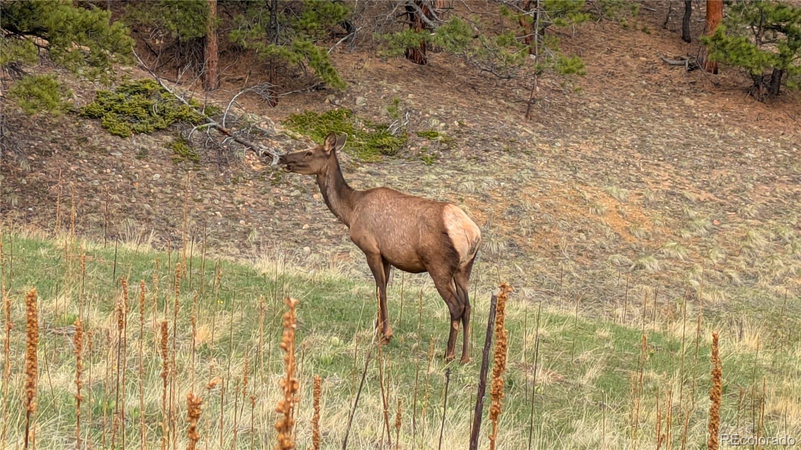 0 Turkey Gulch Road Dumont, CO 80436 - Photo 26 of 50 Gallery Image 26