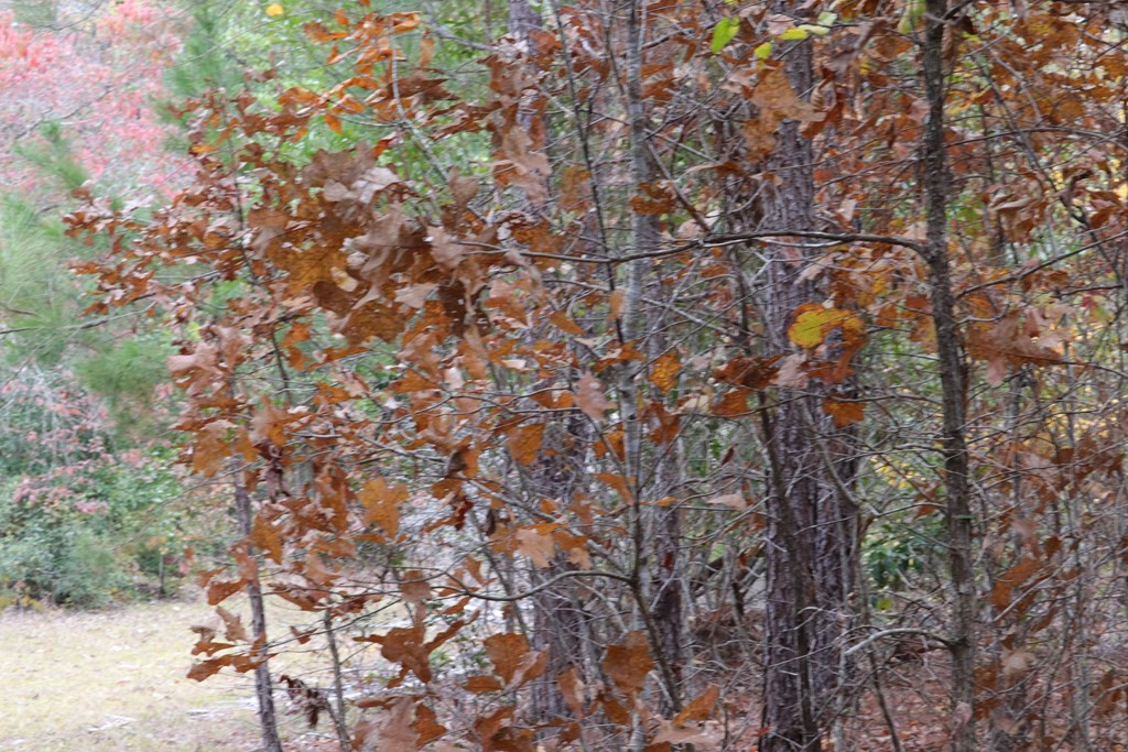 0 Wheeler Road Keysville, GA 30816 - Photo 13 of 30