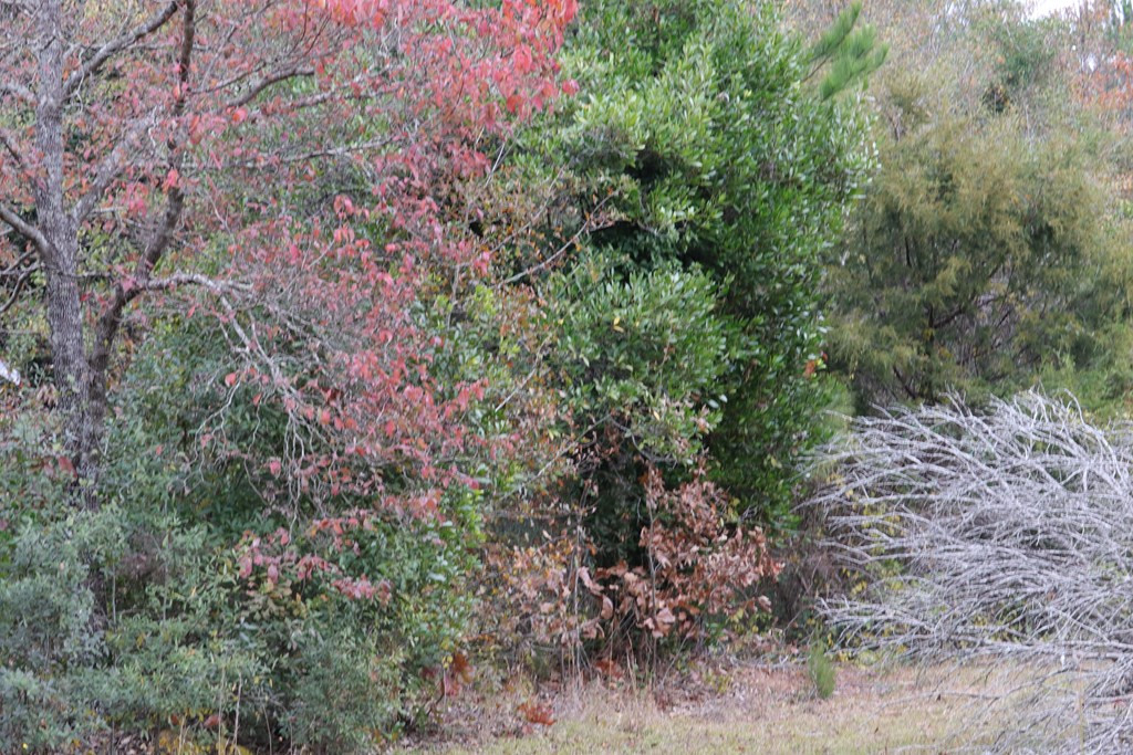 0 Wheeler Road Keysville, GA 30816 - Photo 14 of 30