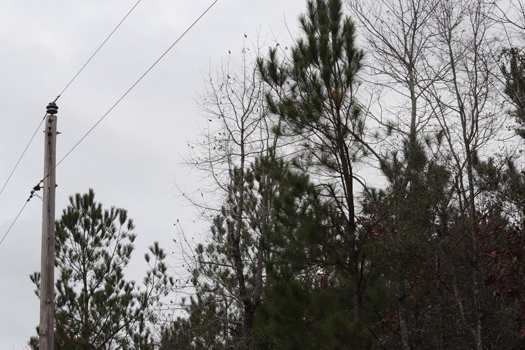 0 Wheeler Road Keysville, GA 30816 - Photo 15 of 30