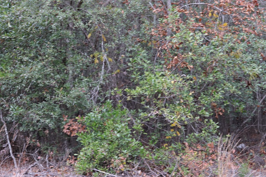 0 Wheeler Road Keysville, GA 30816 - Photo 17 of 30