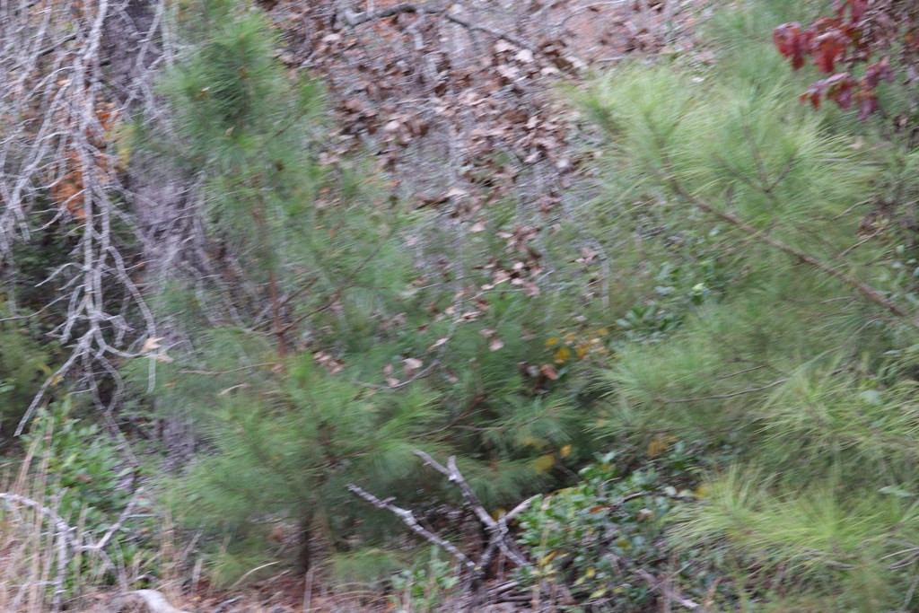 0 Wheeler Road Keysville, GA 30816 - Photo 18 of 30