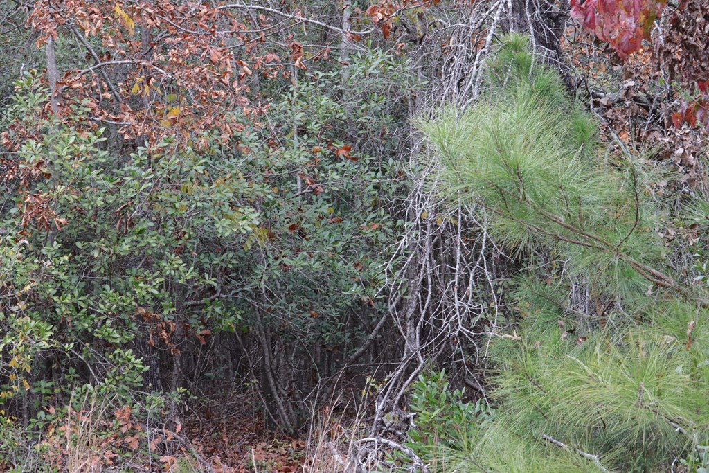 0 Wheeler Road Keysville, GA 30816 - Photo 28 of 30