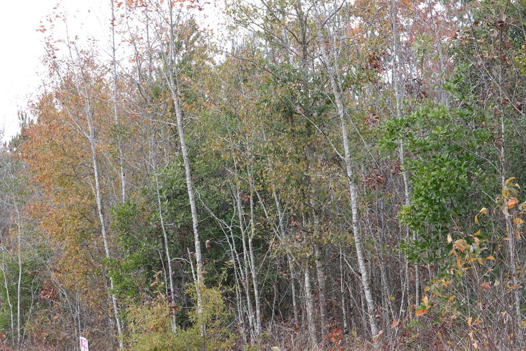 0 Wheeler Road Keysville, GA 30816 - Photo 4 of 30