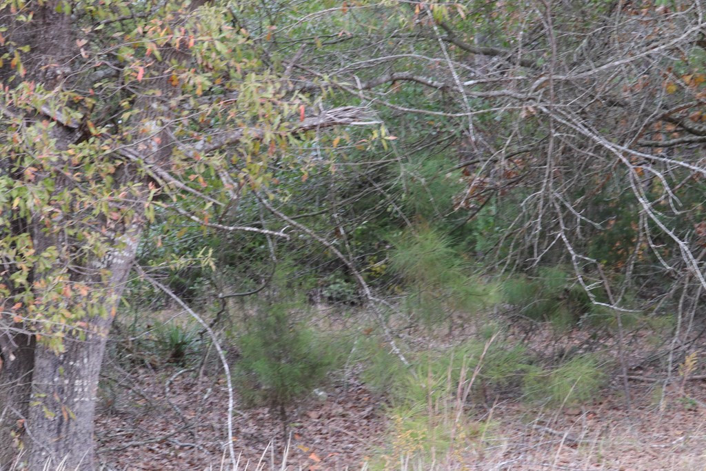 0 Wheeler Road Keysville, GA 30816 - Photo 8 of 30
