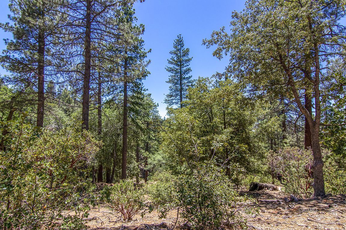 24625 Baldy Road Idyllwild, CA 92549 - Photo 68 of 80 a view of a forest with large trees