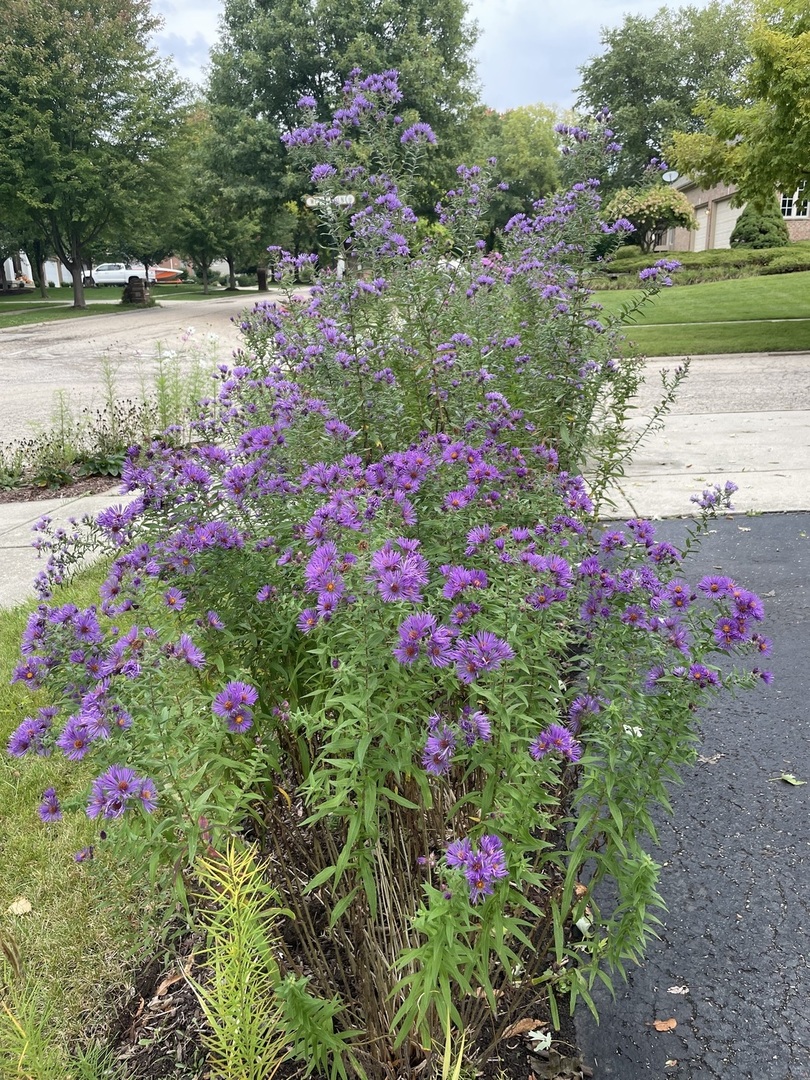 1303 Westley Lane West Dundee, IL 60118 - Photo 57 of 61 a view of a flower in a garden