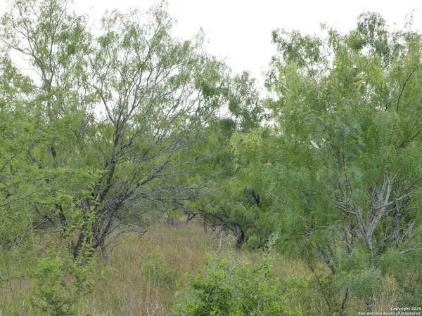a view of a lush green forest