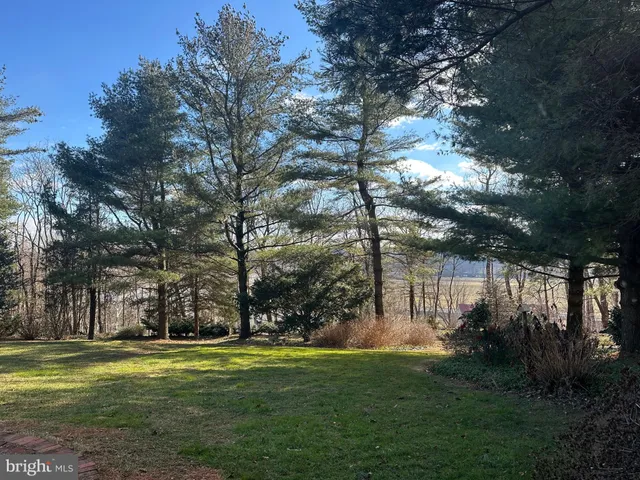 a view of a park with large trees