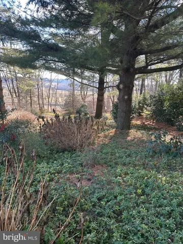 a view of a yard with plants and large trees