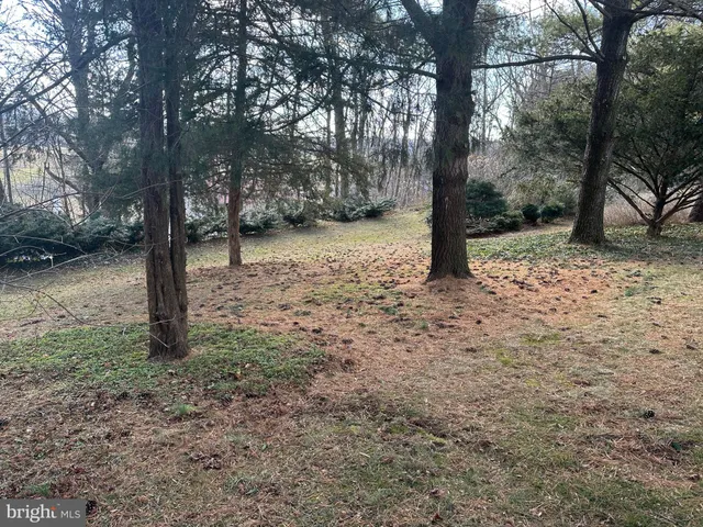 a view of a trees with a yard