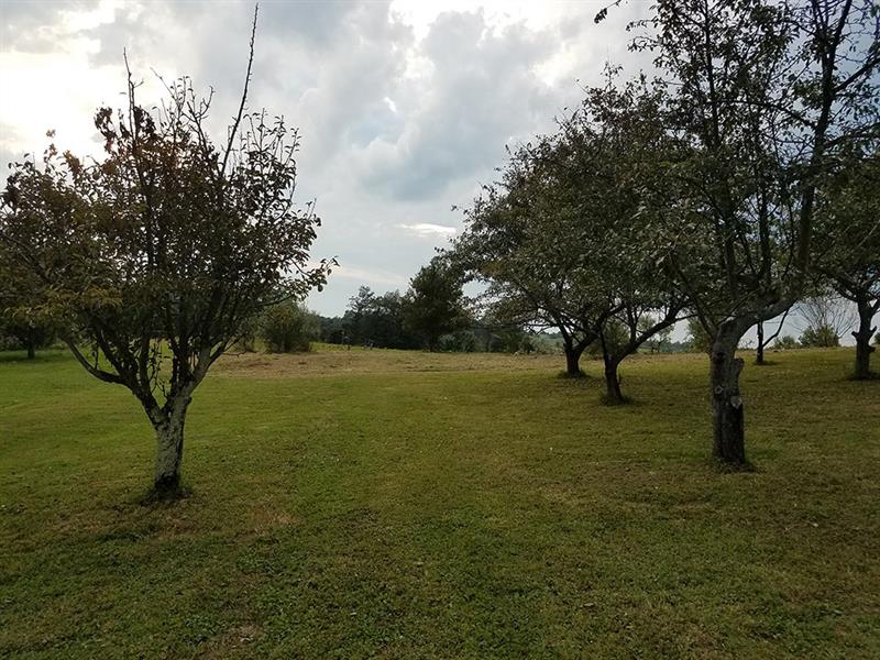 352 Mutton Hollow Road Rural Valley, PA 16249 - Photo 15 of 20 Orchard