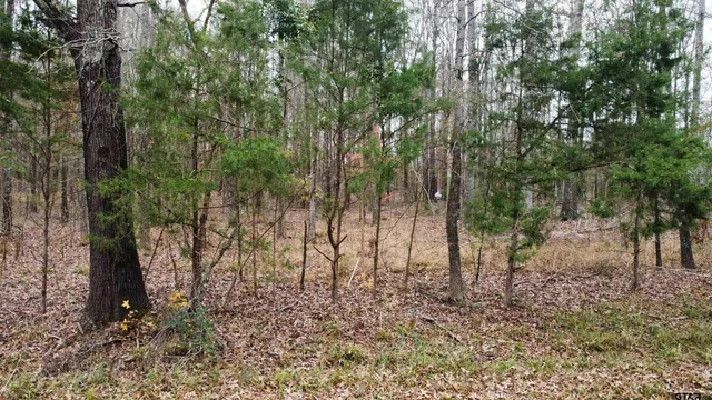 a view of a forest with trees in the background