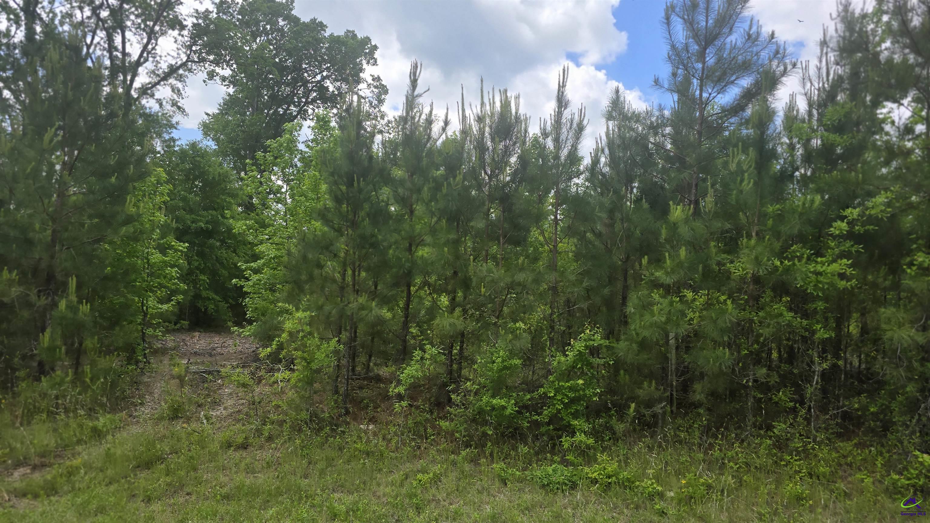 0 South S Highway Dublin, GA 31021 - Photo 10 of 13 a view of a forest with lots of trees