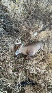 N5449 County M Brandon, WI 53919 - Photo 63 of 70