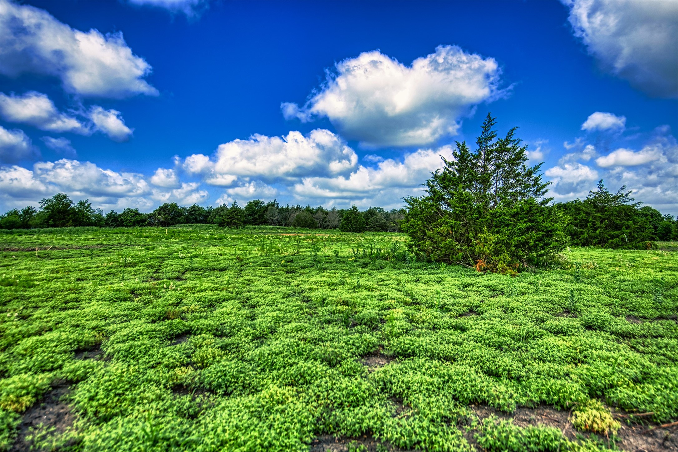 Lot 3 Wonder Hill Road Chappell Hill, TX 77426 - Photo 5 of 16 a view of a big yard with lots of green space