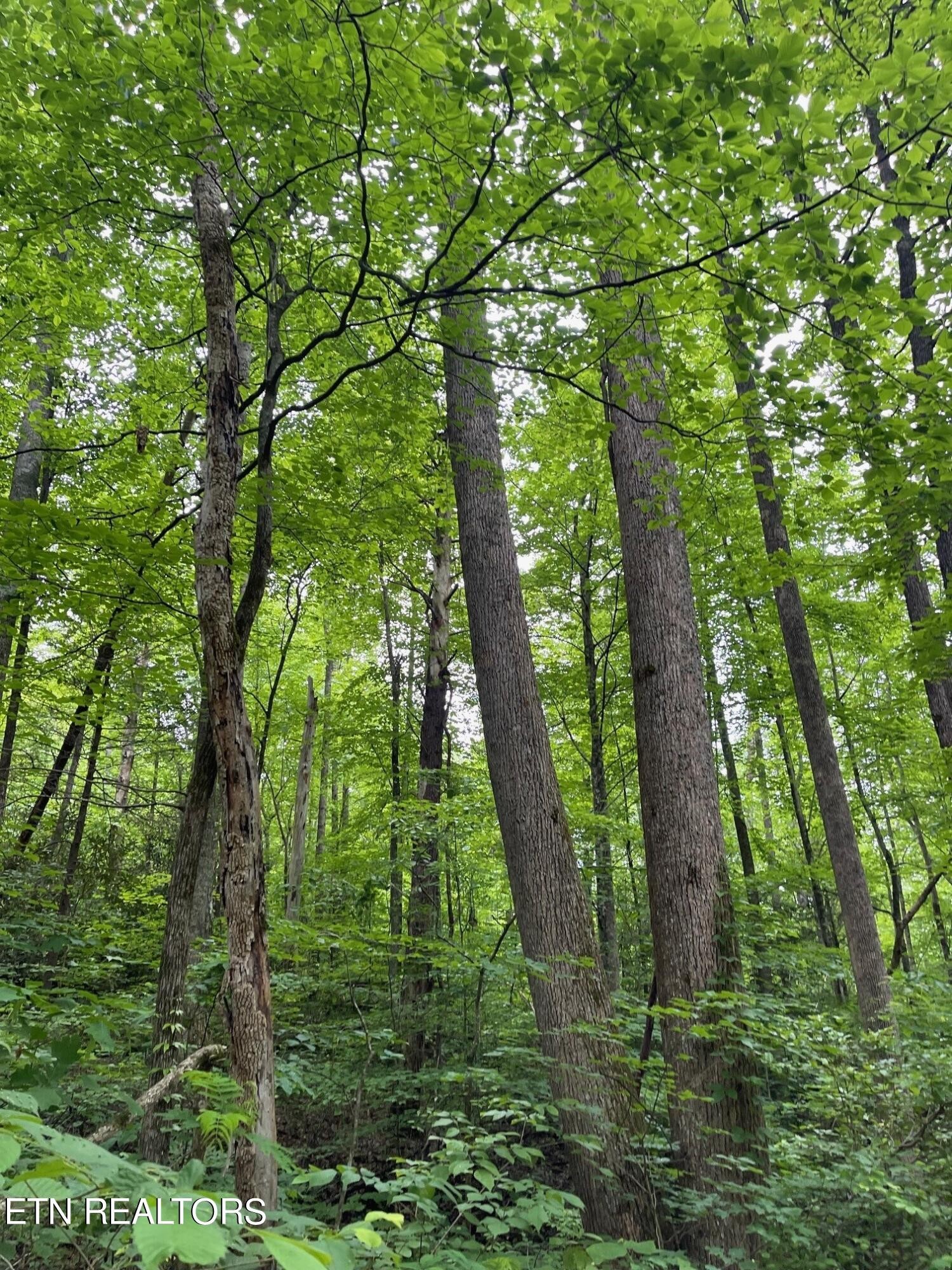 3 Old Cades Cove Road Townsend, TN 37882 - Photo 12 of 17 Gallery Image 12