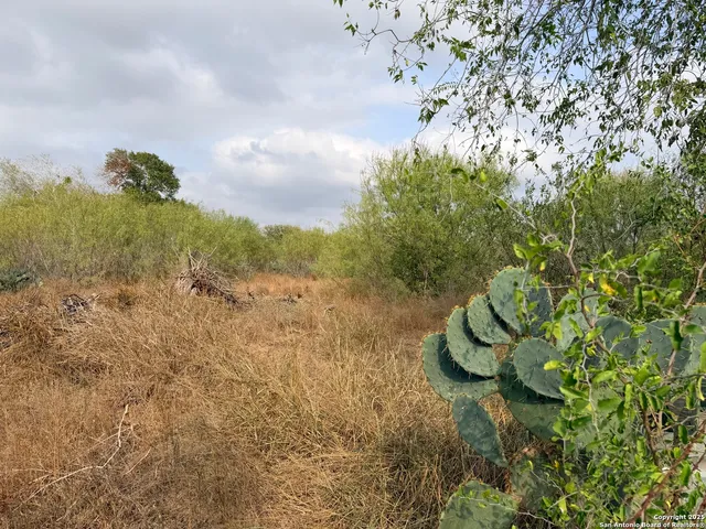 a view of a bunch of trees and bushes