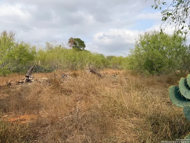 a view of a bunch of flowers and trees