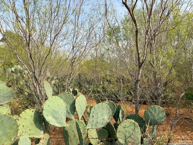 a view of a bunch of trees in a field