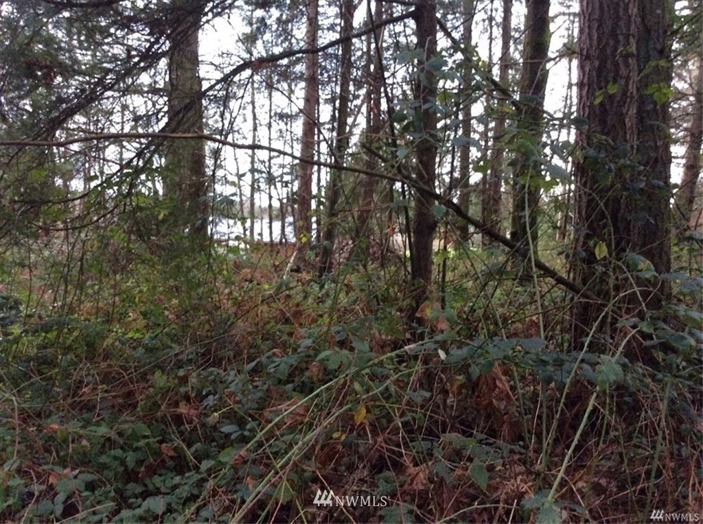 0 Benson Road Point Roberts, WA 98281 - Photo 4 of 8 Gallery Image 4