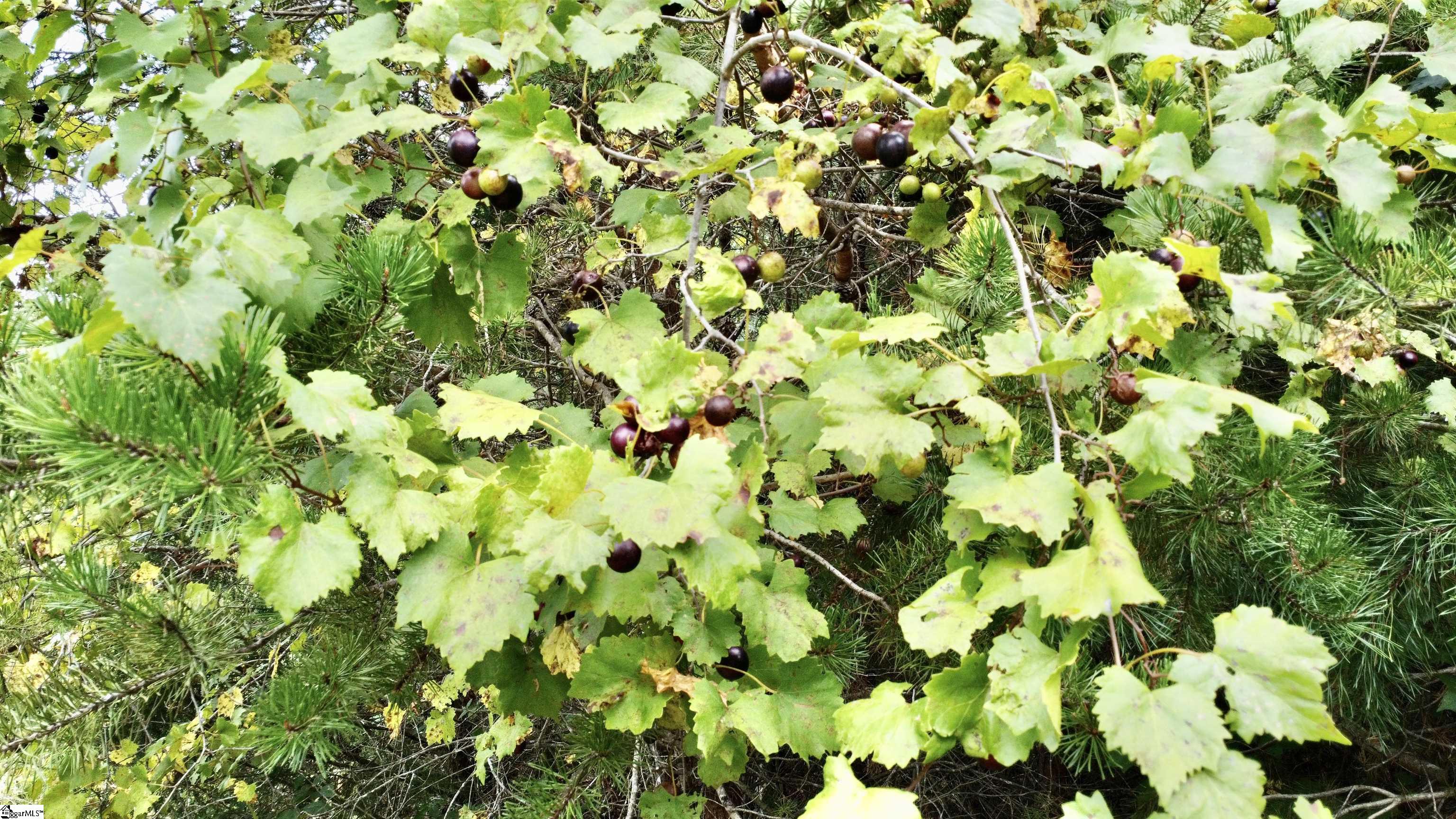 390 Old Mill Road Chesnee, SC 29323 - Photo 33 of 39