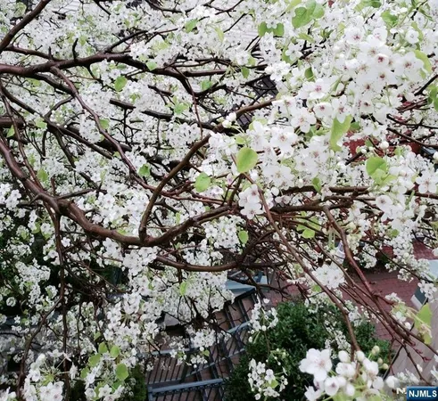 a view of a large tree