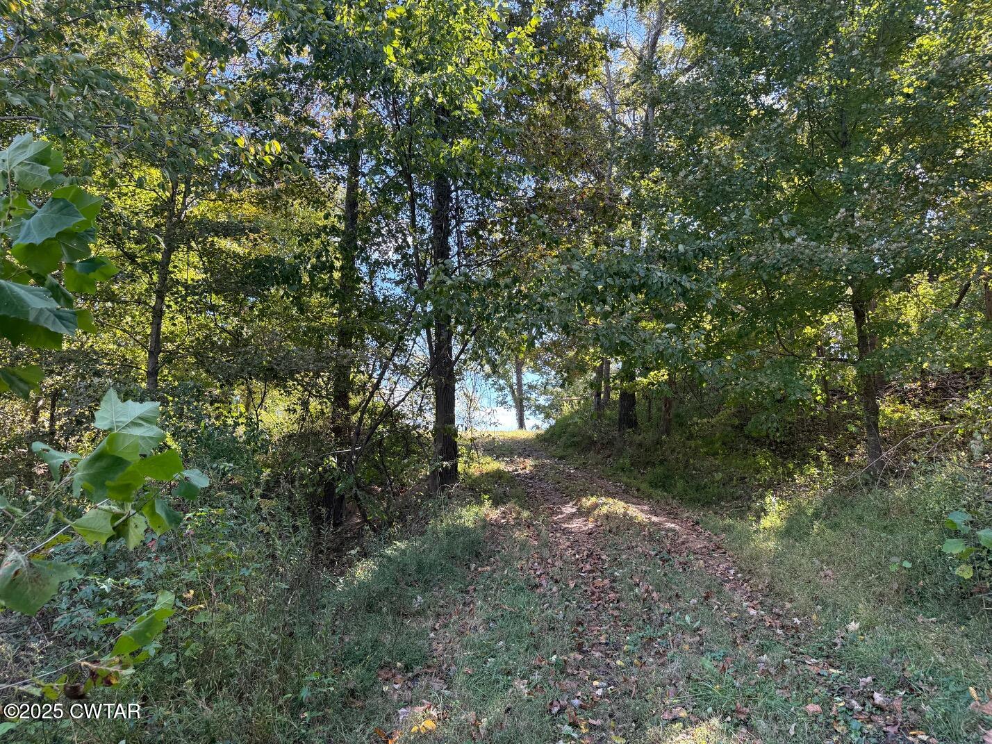 1380 Cleve Duke Road Hornbeak, TN 38232 - Photo 4 of 29 a view of a forest with trees in the background
