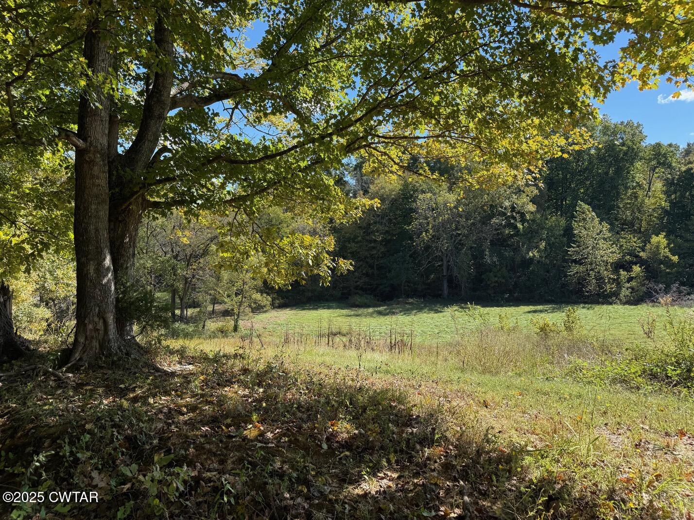 1380 Cleve Duke Road Hornbeak, TN 38232 - Photo 10 of 29 a view of a yard with a tree