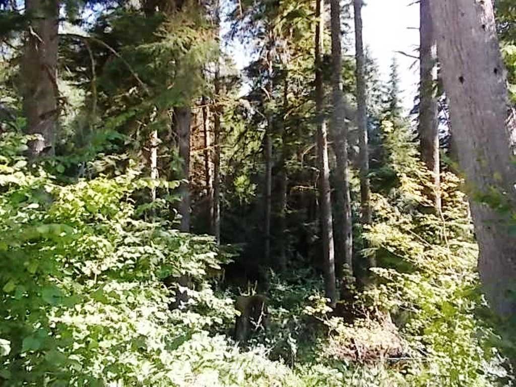 606 Skinner Road Randle, WA 98377 - Photo 27 of 29 Gallery Image 27