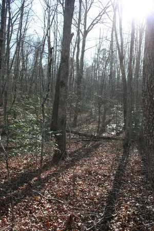 a view of a forest with trees