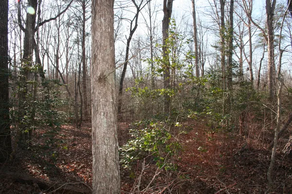 a view of a forest that has large trees