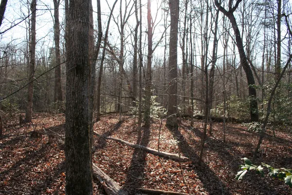 a view of a forest