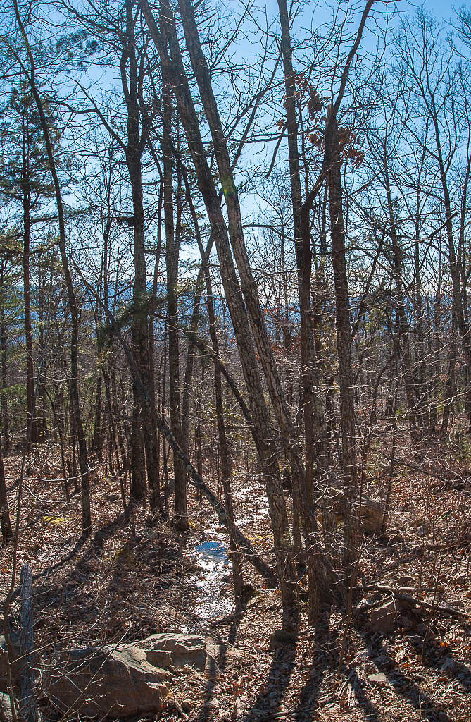 2559 Salt Pond Road Blue Ridge, VA 24064 - Photo 34 of 39 a view of a forest with trees in the background