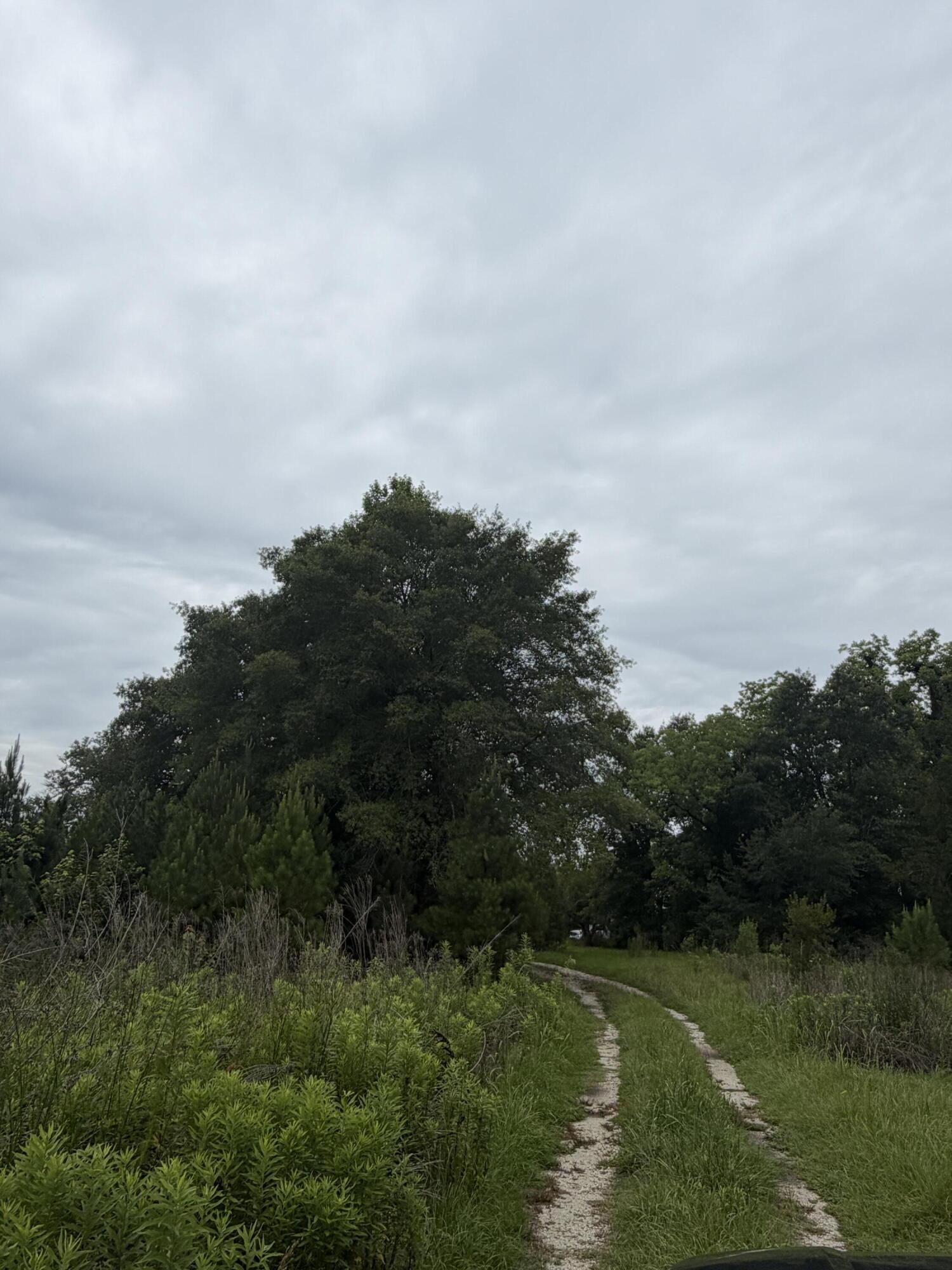 0 State Road Holly Hill, SC 29059 - Photo 3 of 7