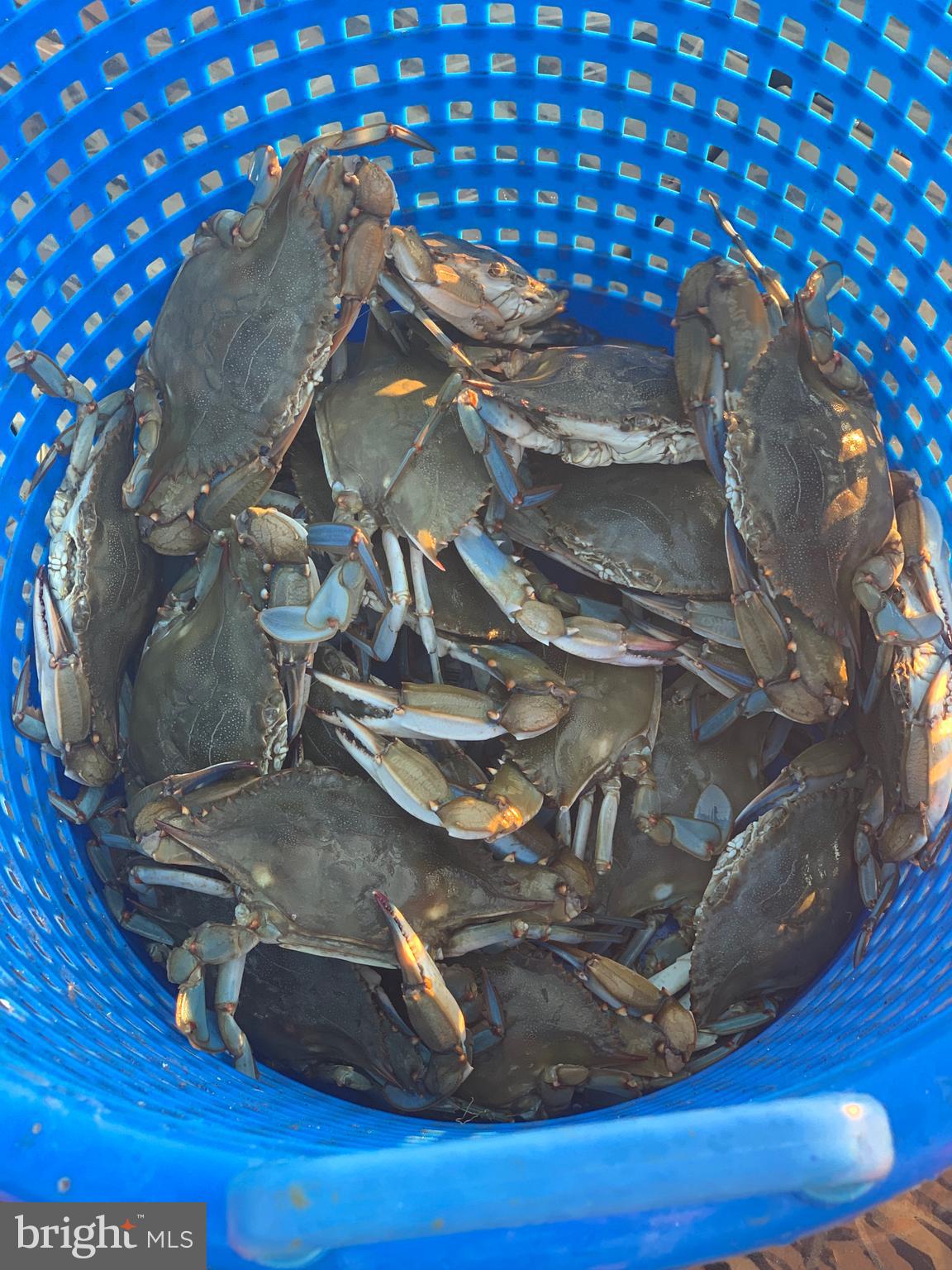 5144 David Greene Road Cambridge, MD 21613 - Photo 41 of 63 Little Choptank River is plentiful with blue crabs