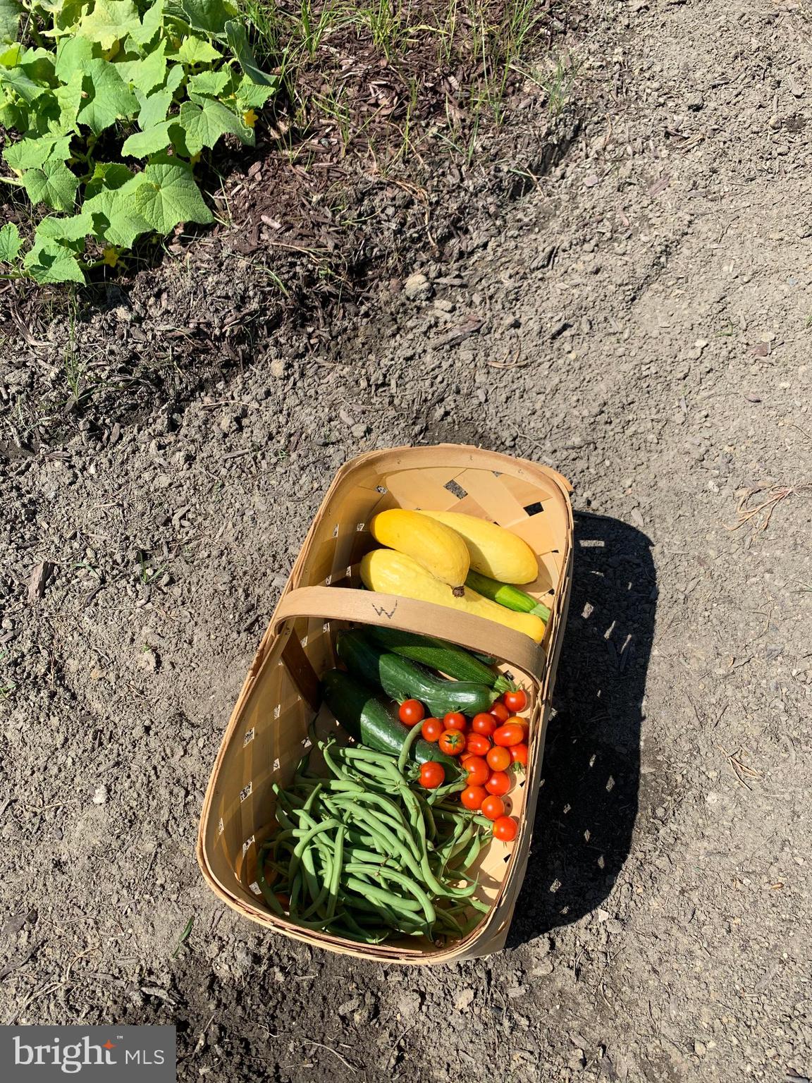 5144 David Greene Road Cambridge, MD 21613 - Photo 42 of 63 The Harvest - grow your own vegetables