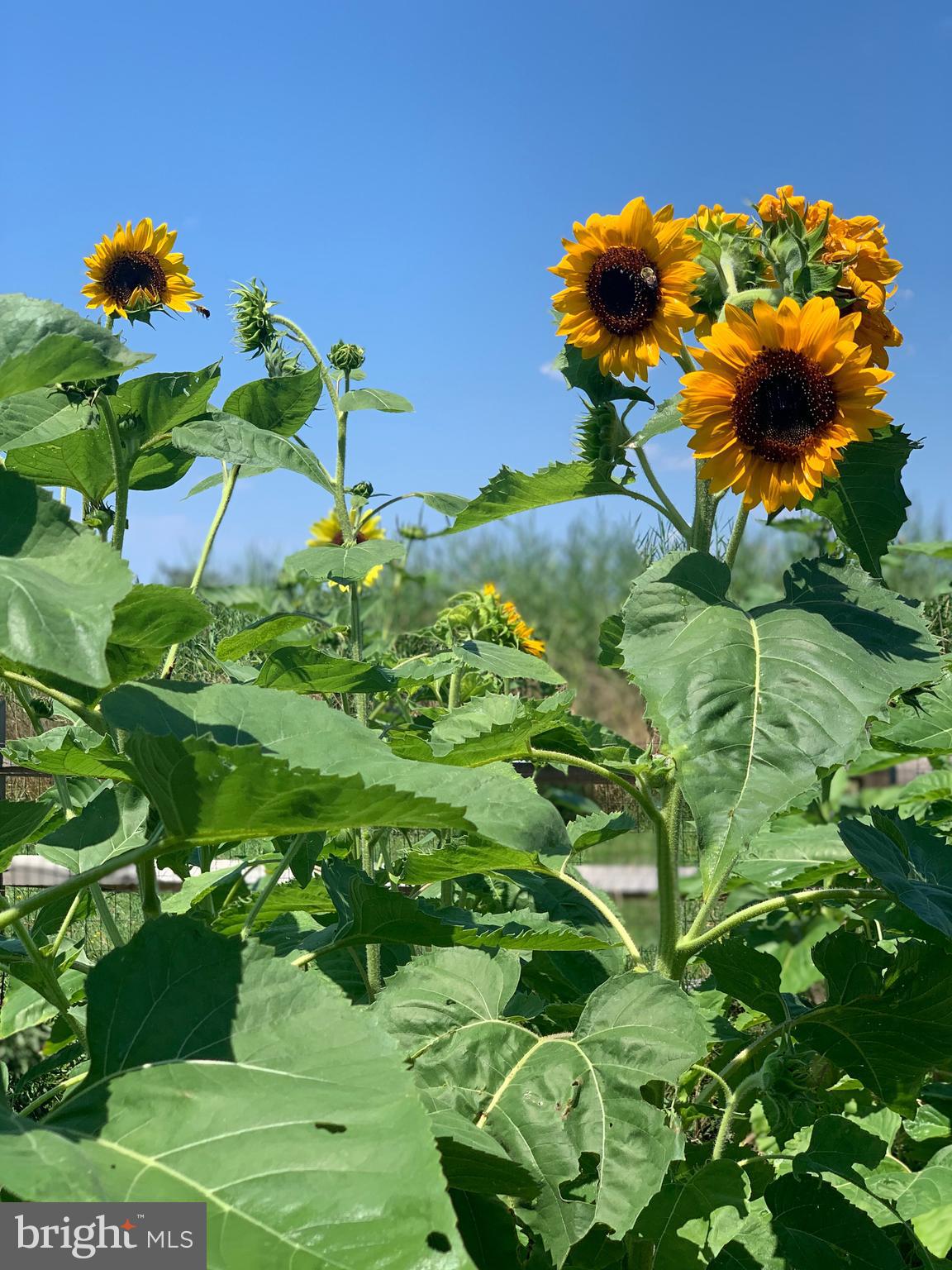 5144 David Greene Road Cambridge, MD 21613 - Photo 45 of 63 Grow your own sunflowers