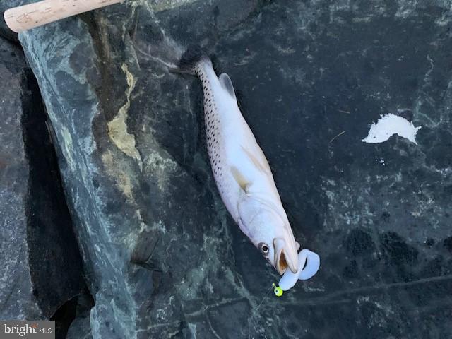 5144 David Greene Road Cambridge, MD 21613 - Photo 47 of 63 Speckled Trout, Rock Fish, Spot, Flounder, Perch