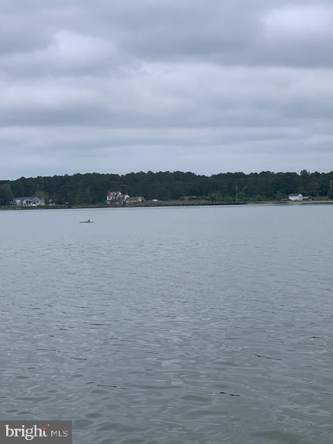 5144 David Greene Road Cambridge, MD 21613 - Photo 49 of 63 Dolphins in front of the house