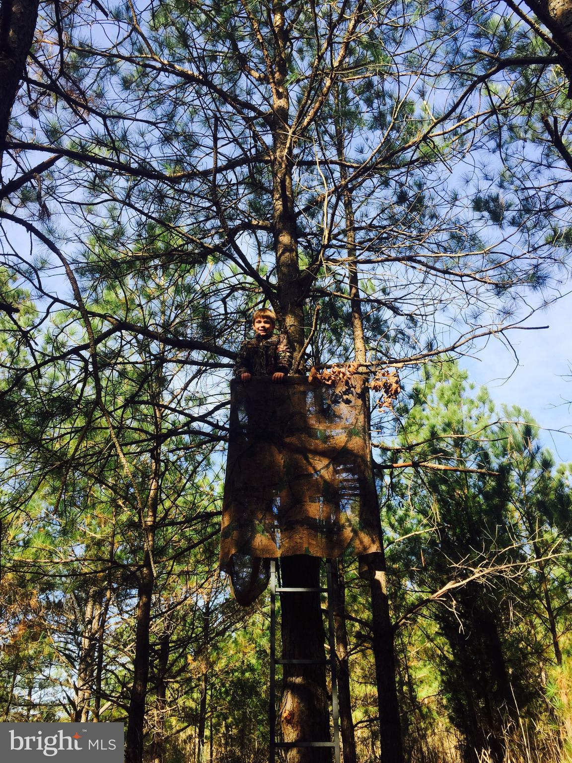 5144 David Greene Road Cambridge, MD 21613 - Photo 52 of 63 Deer Stand