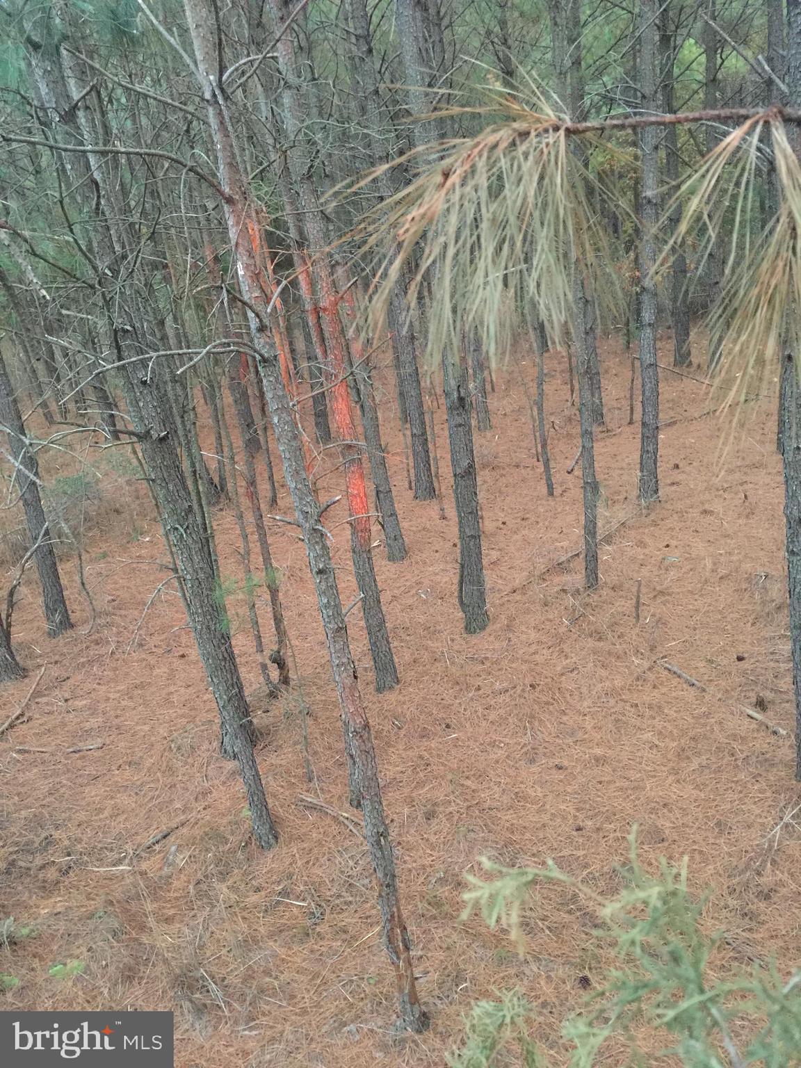 5144 David Greene Road Cambridge, MD 21613 - Photo 53 of 63 Pine forest filled with deer & turkeys