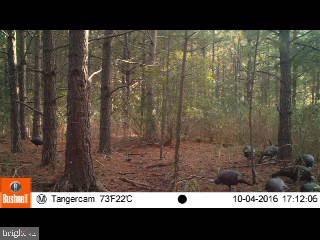 5144 David Greene Road Cambridge, MD 21613 - Photo 54 of 63 Turkeys caught on camera