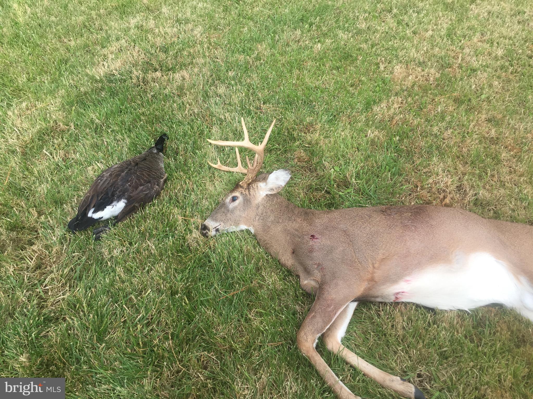 5144 David Greene Road Cambridge, MD 21613 - Photo 55 of 63 The hunt - white tail deer and goose