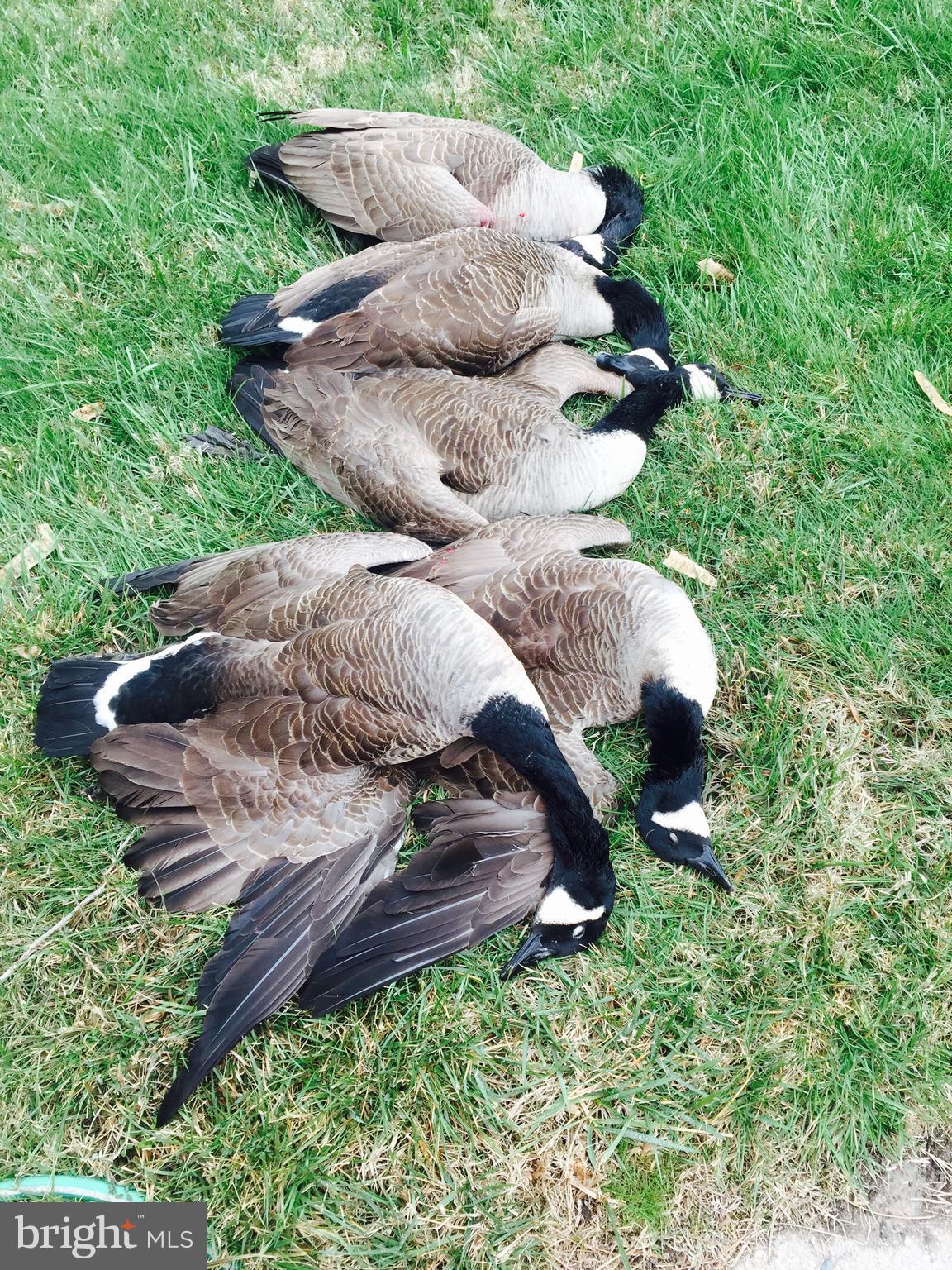 5144 David Greene Road Cambridge, MD 21613 - Photo 56 of 63 Goose hunting on site