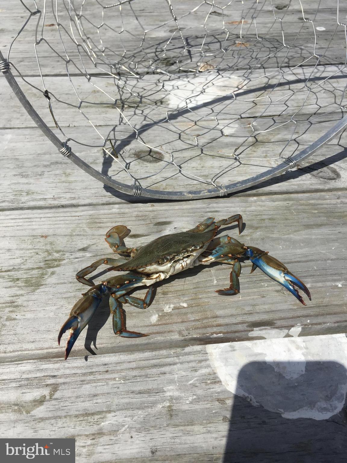 5144 David Greene Road Cambridge, MD 21613 - Photo 58 of 63 The Catch - blue crab caught from the pier