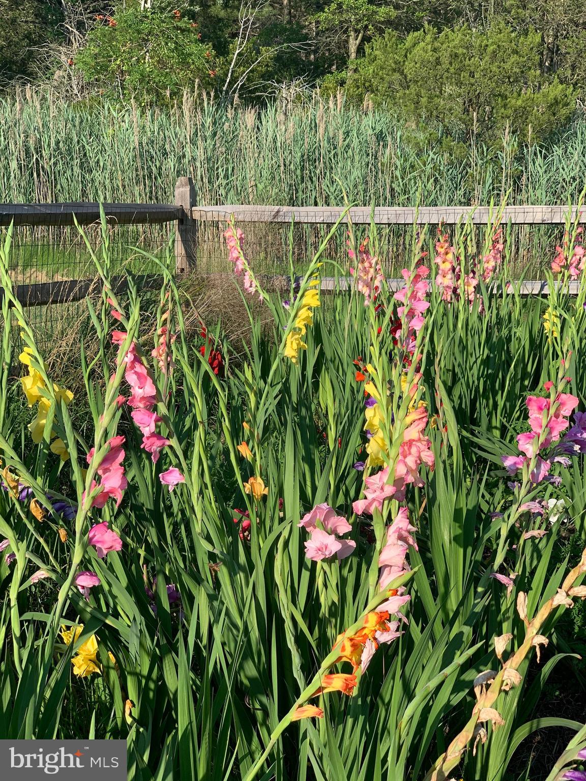 5144 David Greene Road Cambridge, MD 21613 - Photo 59 of 63 Grow flowers in your garden