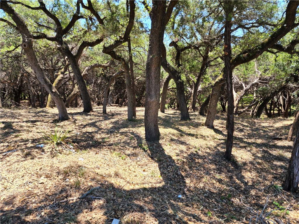 a view of a yard with trees